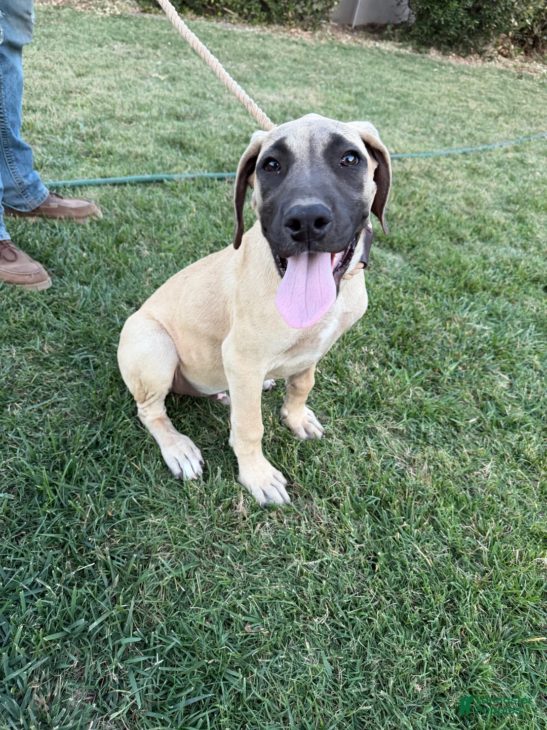Mixed Breed dogs for sale: Biggie - Ad 1