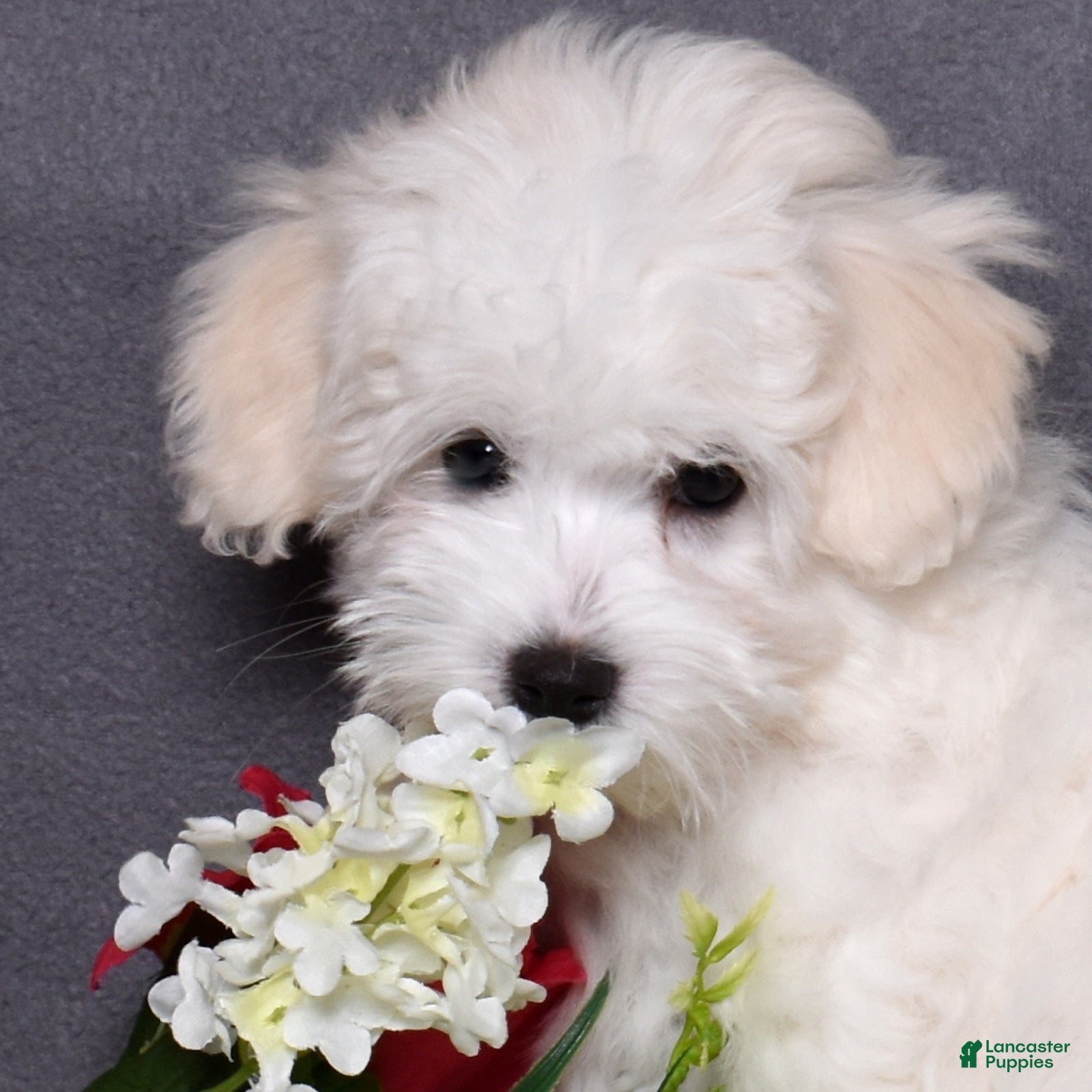 Coton De Tulear dogs Peppermint  - Ad 1