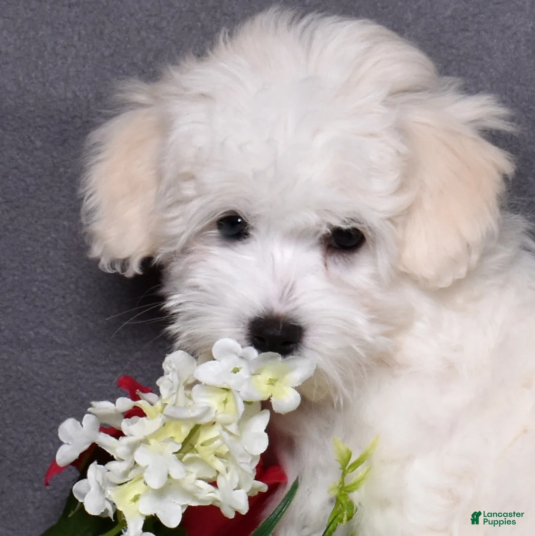 Coton De Tulear dogs for sale: Peppermint  - Ad 1
