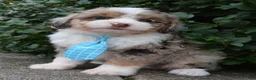 Mini Aussiedoodle dogs for sale: Mini Asher - Ad 5