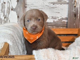 Labrador Retriever dogs - Ad 41