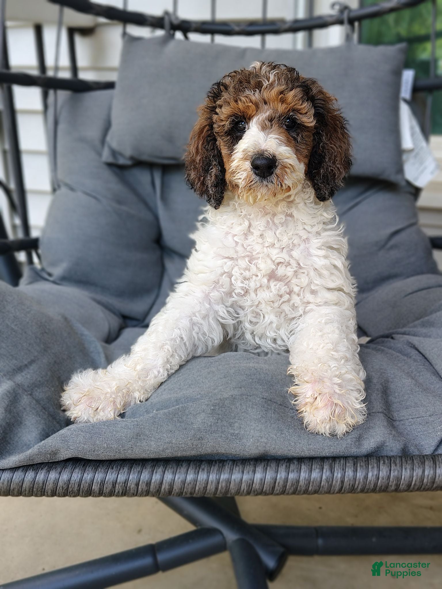 Standard Poodle dogs for sale: Firebird - Ad 3
