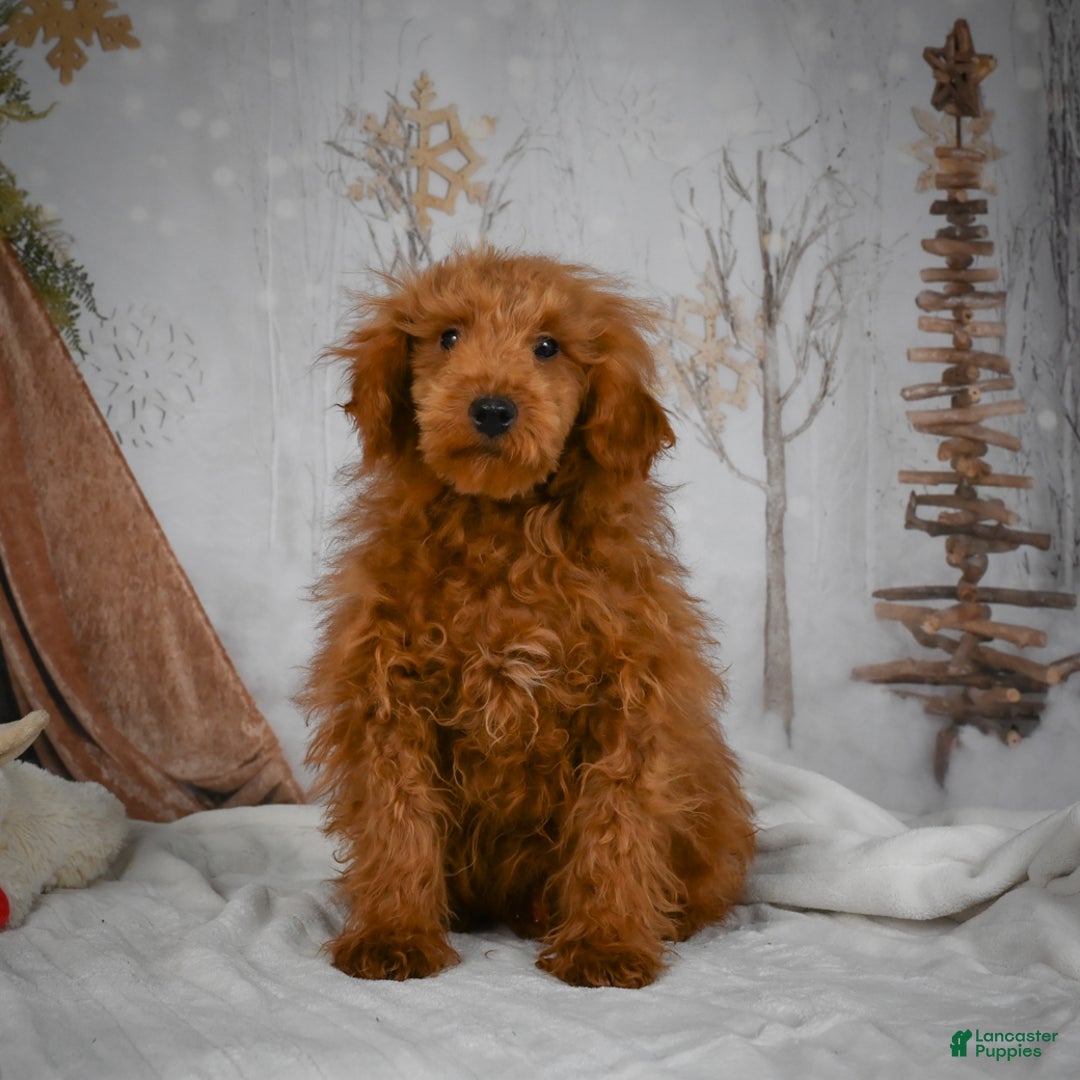 Mini Goldendoodle dogs for sale: Royce - Ad 7