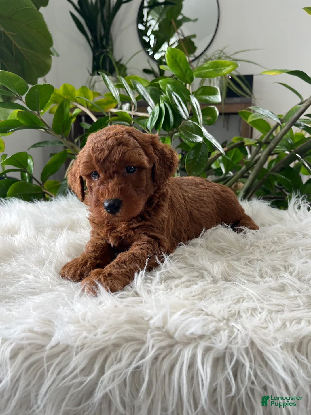 Mini Goldendoodle dogs for sale: Winston  - Ad 4