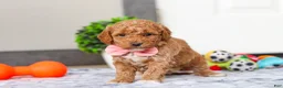 Mini Goldendoodle dogs for sale: Mia - Ad 7