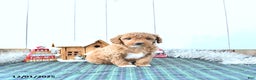 Mini Goldendoodle dogs for sale: Nancy - Ad 4