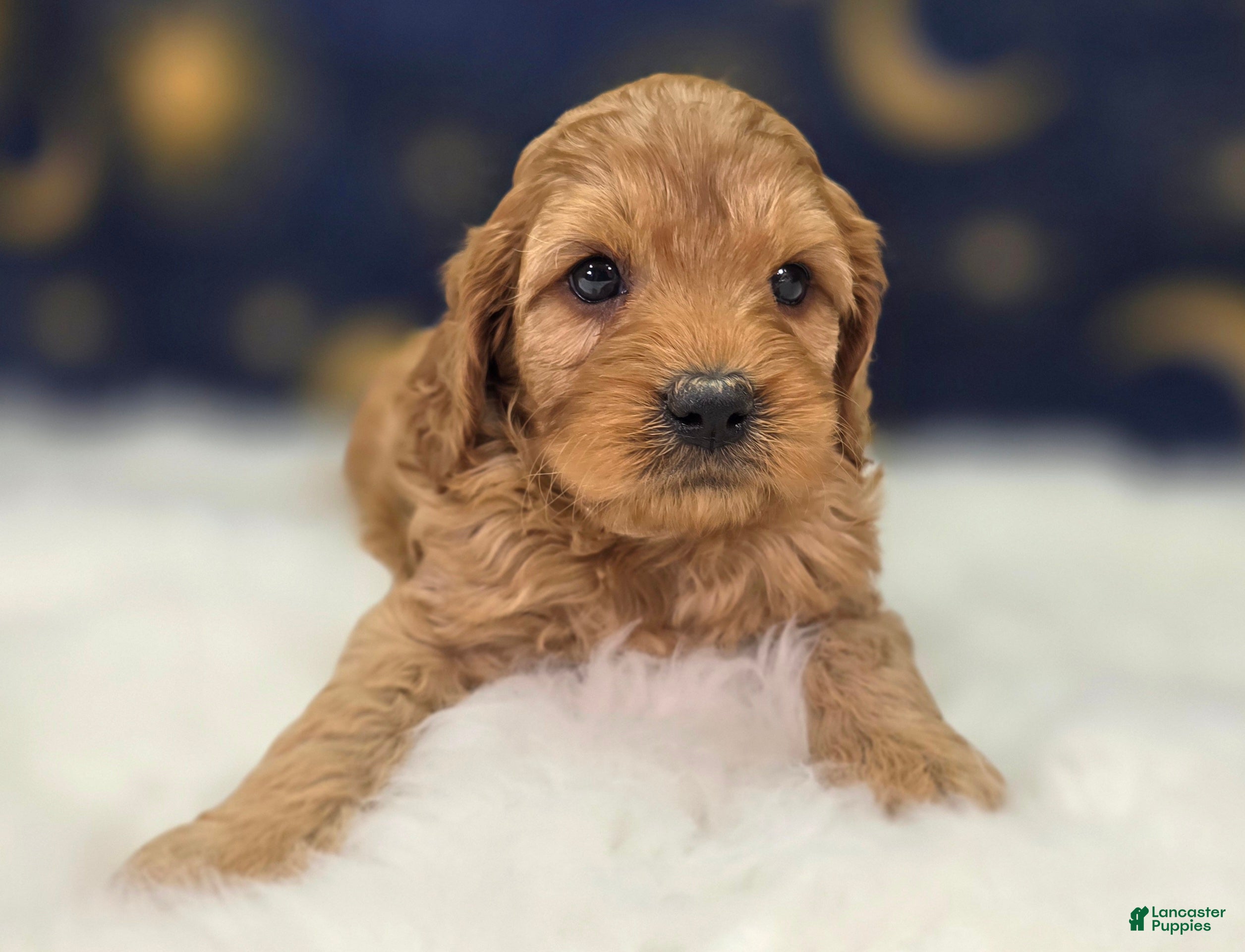 Cavapoo dogs Obsidian - Ad 30