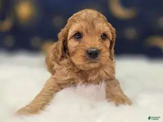 Cavapoo dogs Obsidian - Ad 30