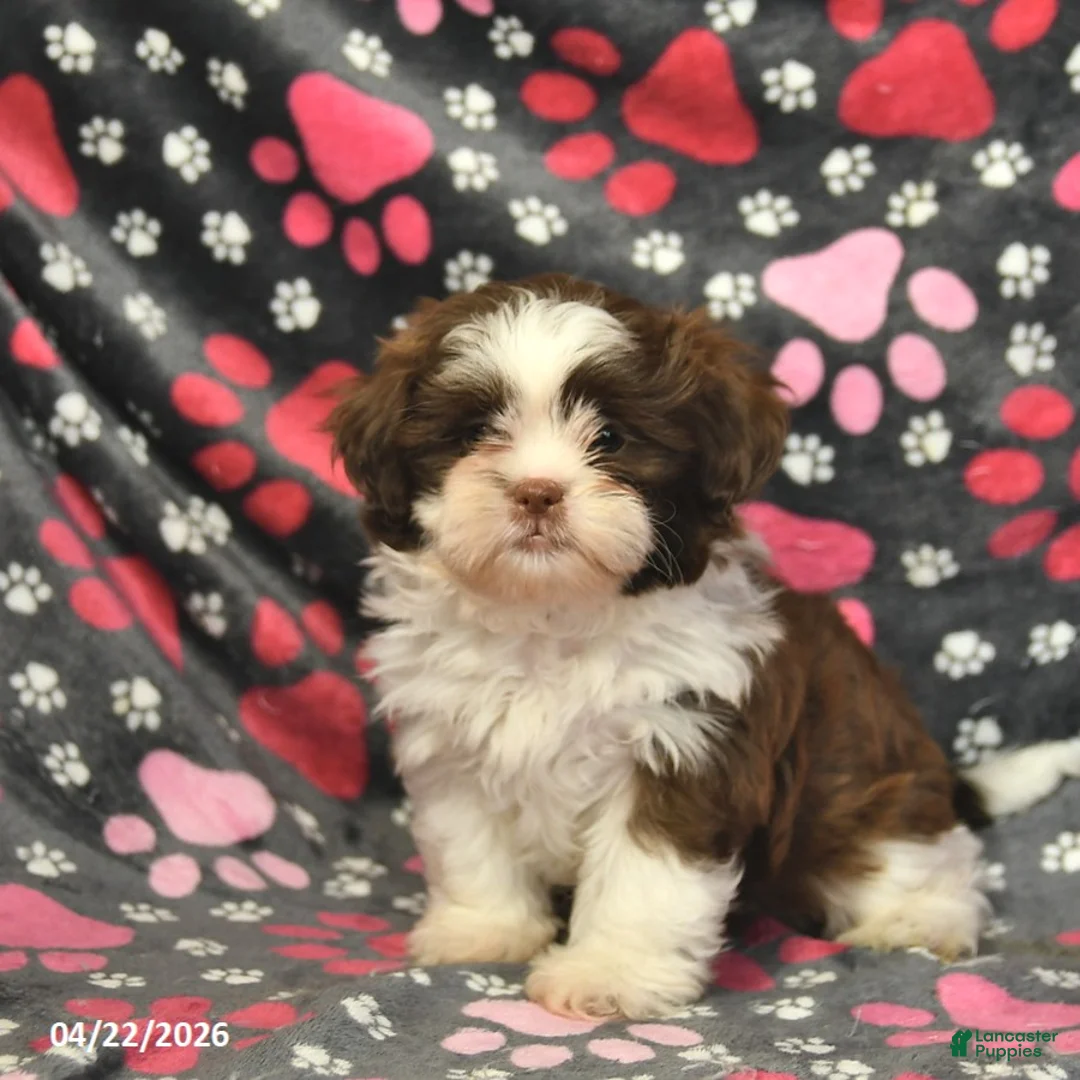 Shih Tzu dogs for sale: Honey   - Ad 1
