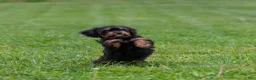 Cavapoo dogs for sale: Turbo Cavapoo Puppy  - Ad 2