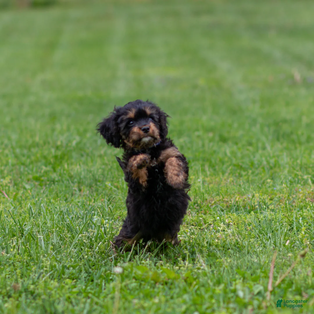 Cavapoo dogs for sale: Turbo Cavapoo Puppy  - Ad 2