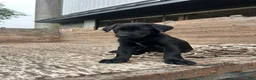 Sheprador dogs for sale: Jet - Ad 1