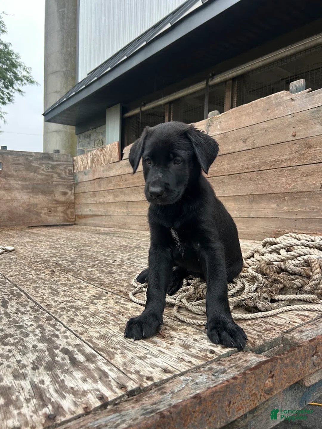 Sheprador dogs for sale: Jet - Ad 1