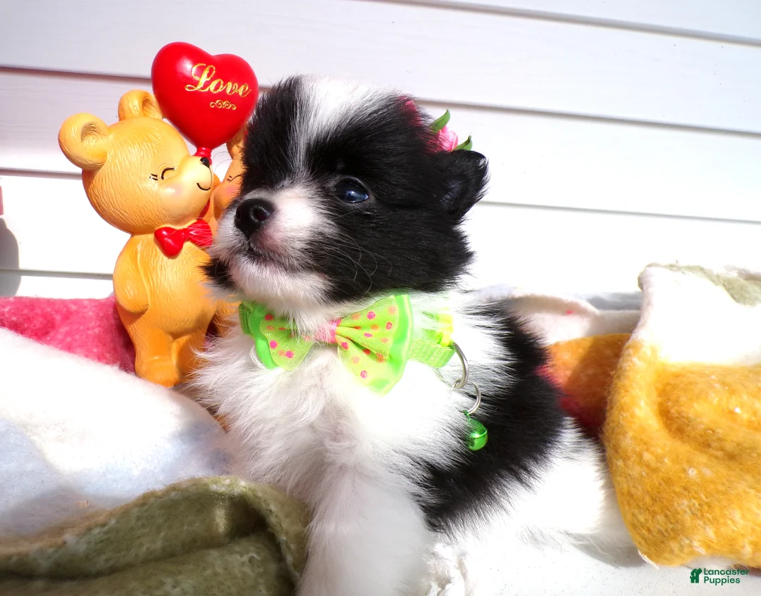 Pomeranian dogs for sale: Pomeranian Puppy 2 Tyrone - Ad 2