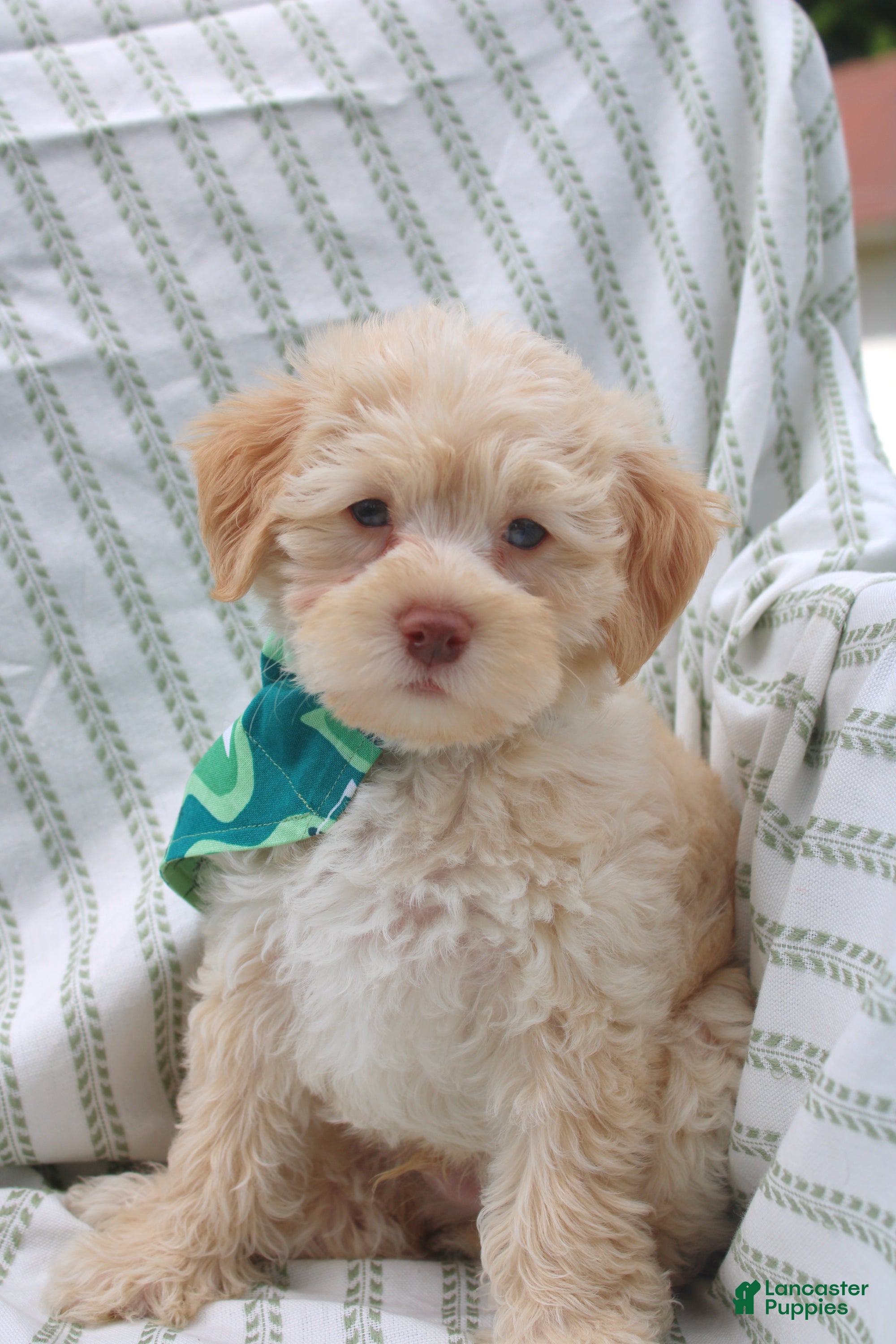 Yorkiepoo dogs Rocky - Ad 2