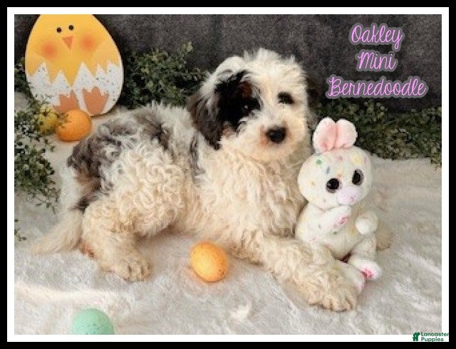 Mini Bernedoodle dogs for sale: Oakley - Ad 2