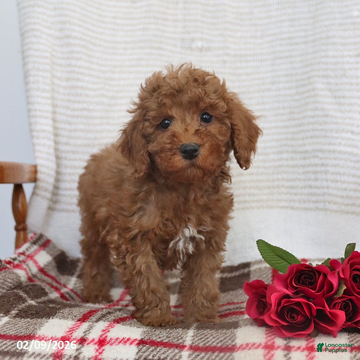 Cockapoo dogs Jason - Ad 2