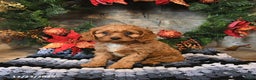 Cavapoo dogs for sale: Fudge - Ad 3