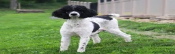 Sheepadoodle dogs for sale: Luke - Ad 6