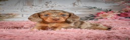 Miniature Dachshund dogs for sale: AKC-Ruger - Ad 1