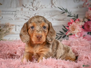 Miniature Dachshund dogs AKC-Ruger - Ad 1