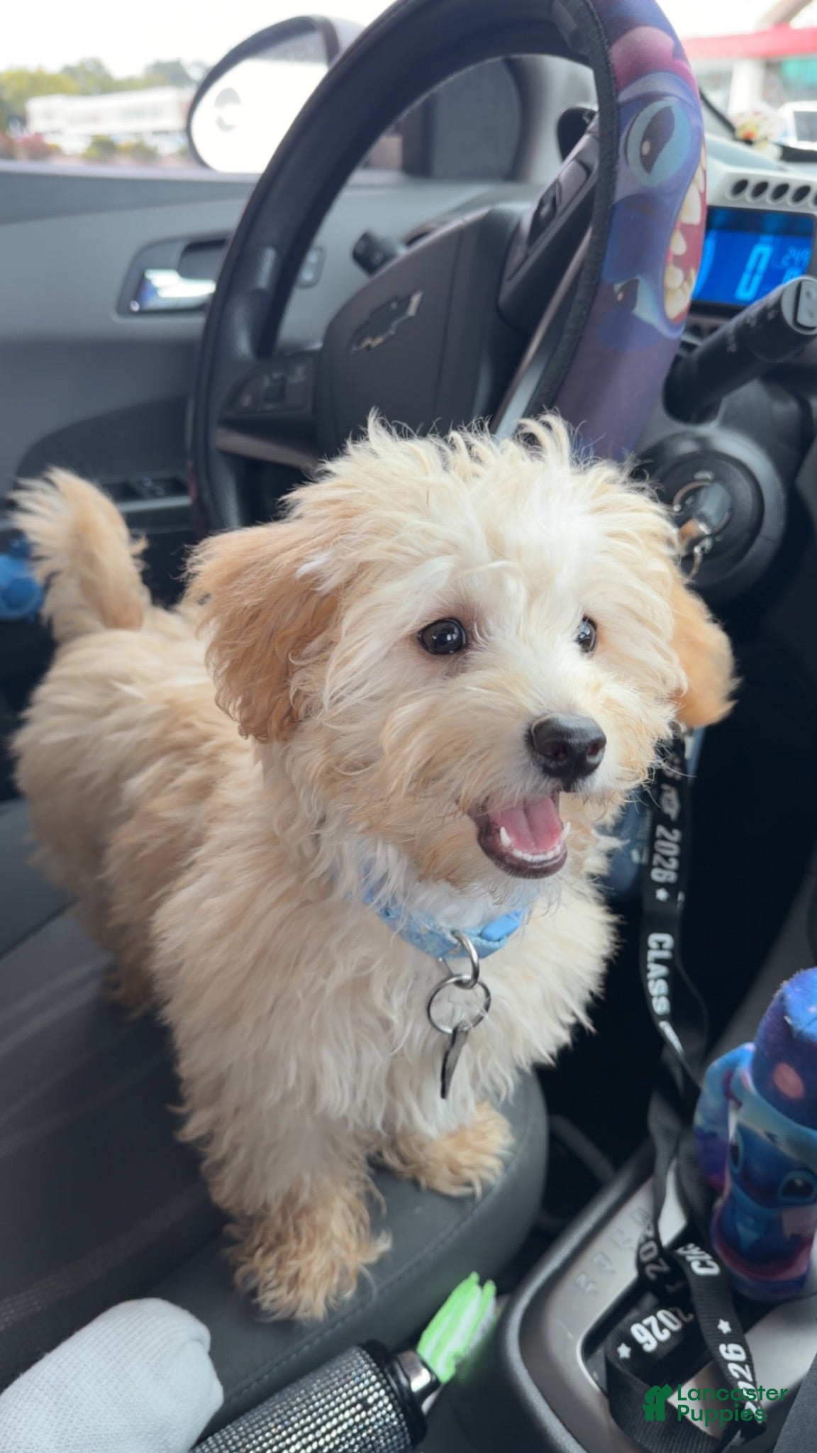 Bichpoo dogs Cooper - Ad 40