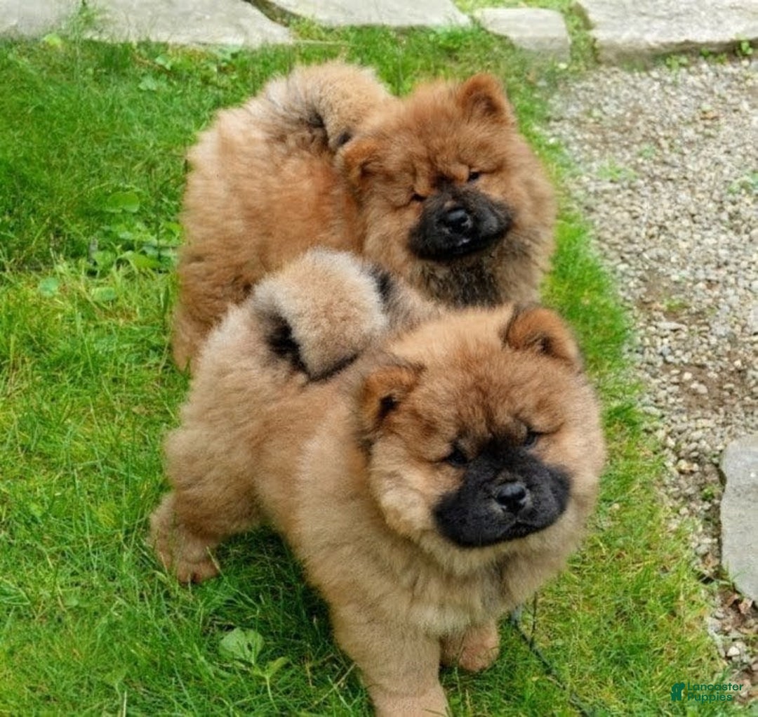 Chow Chow dogs for sale: Foxy  - Ad 3