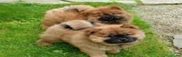 Chow Chow dogs for sale: Foxy  - Ad 3