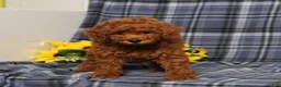 Miniature Poodle dogs for sale: Colton - Ad 5