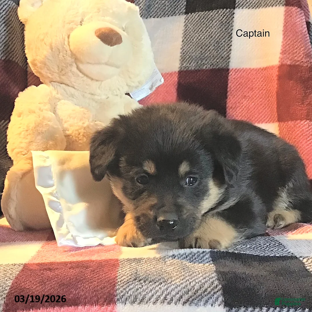 Mixed Breed dogs for sale: Captain - Ad 1