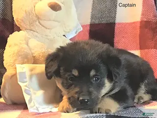 Mixed Breed dogs Captain - Ad 12