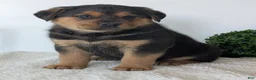 Mixed Breed dogs for sale: Finn - Ad 13