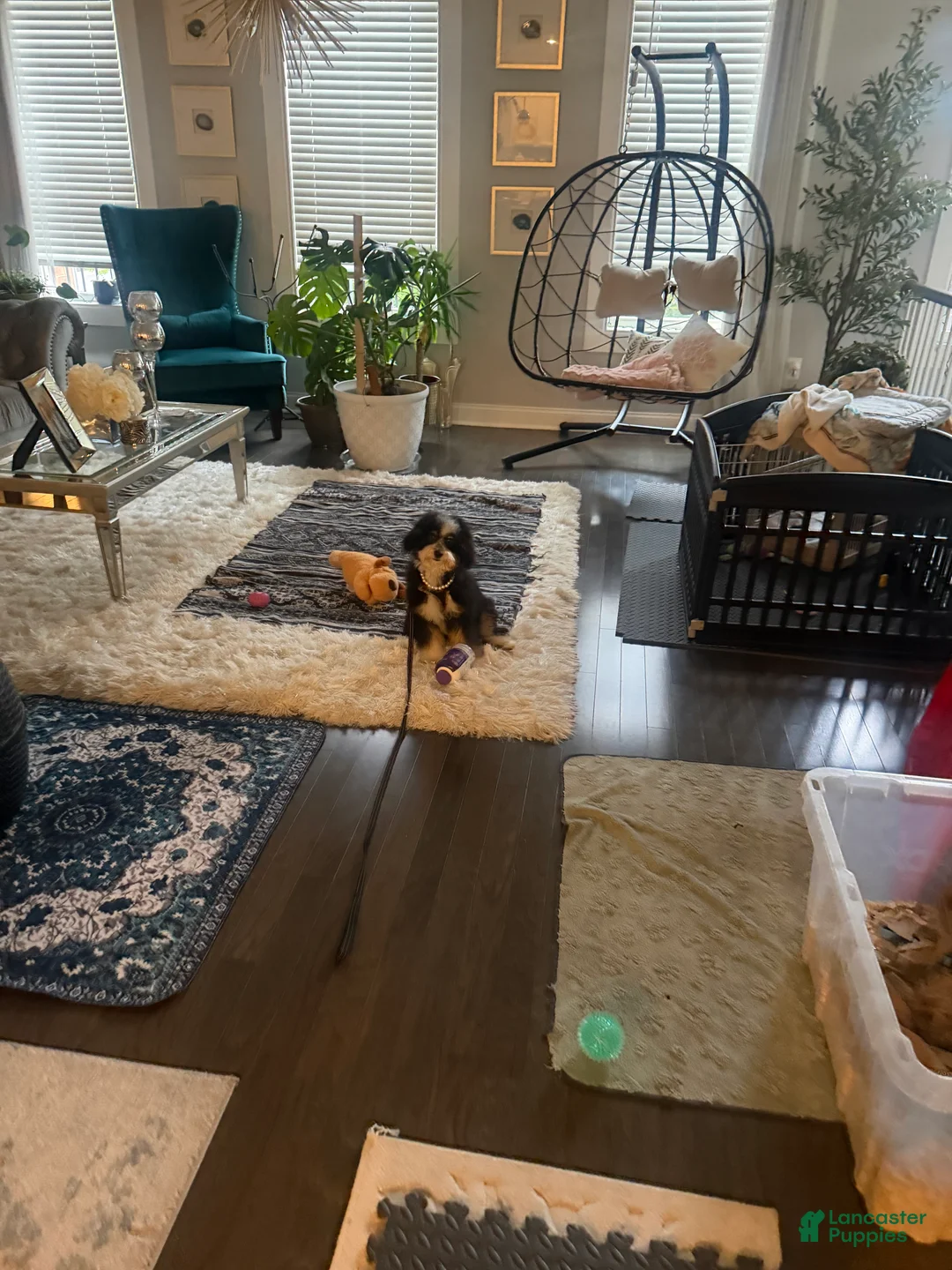 Bernedoodle dogs for sale: Roxie - Ad 1
