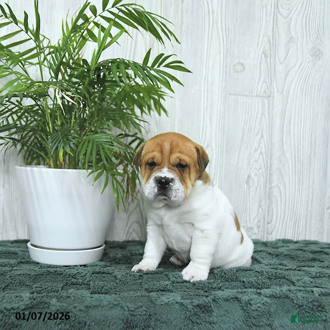 Mini Hippo dogs for sale: Griffin - Ad 8