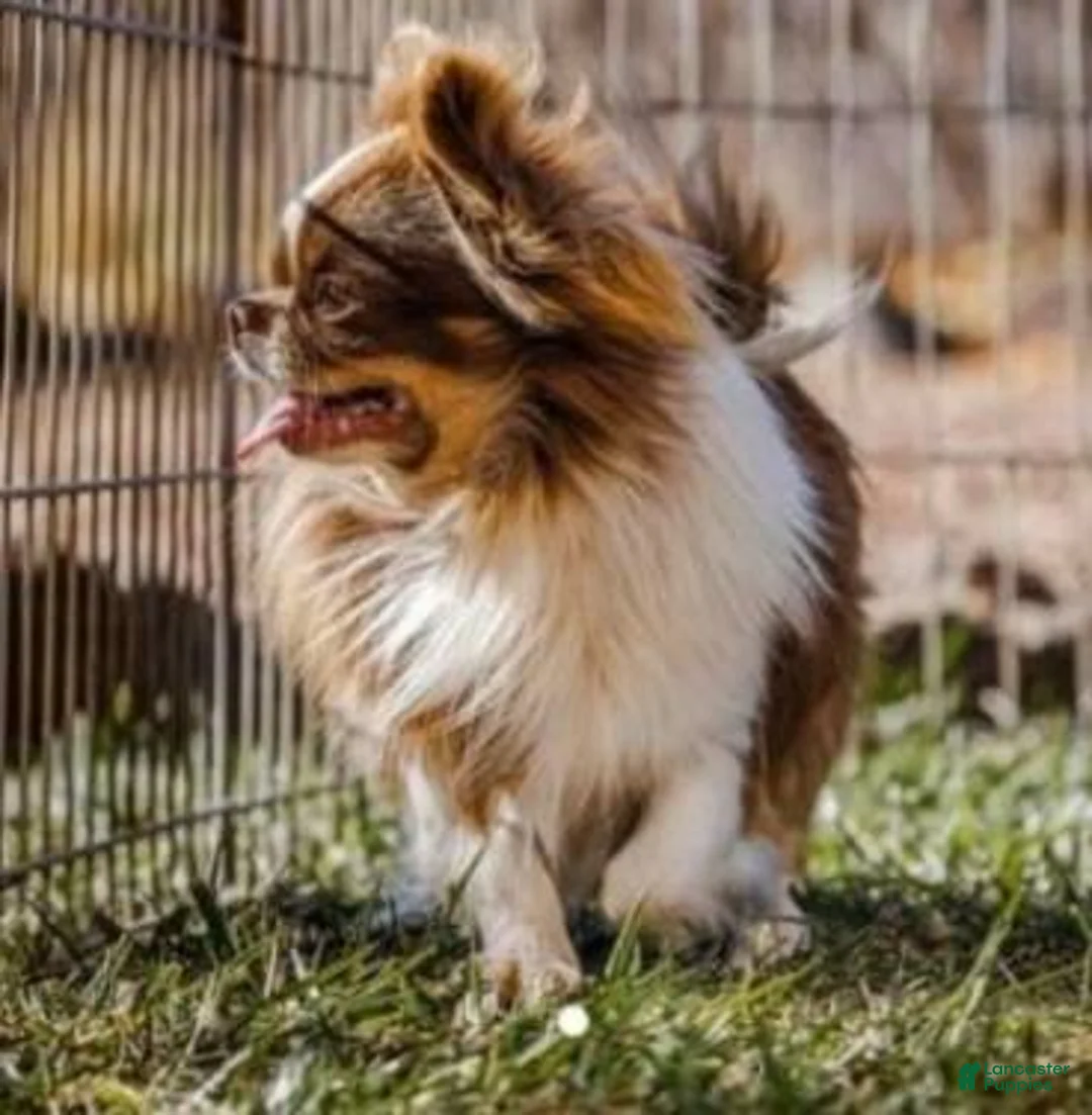 Chihuahua dogs for sale: Snow White Full AKC SC - Ad 7