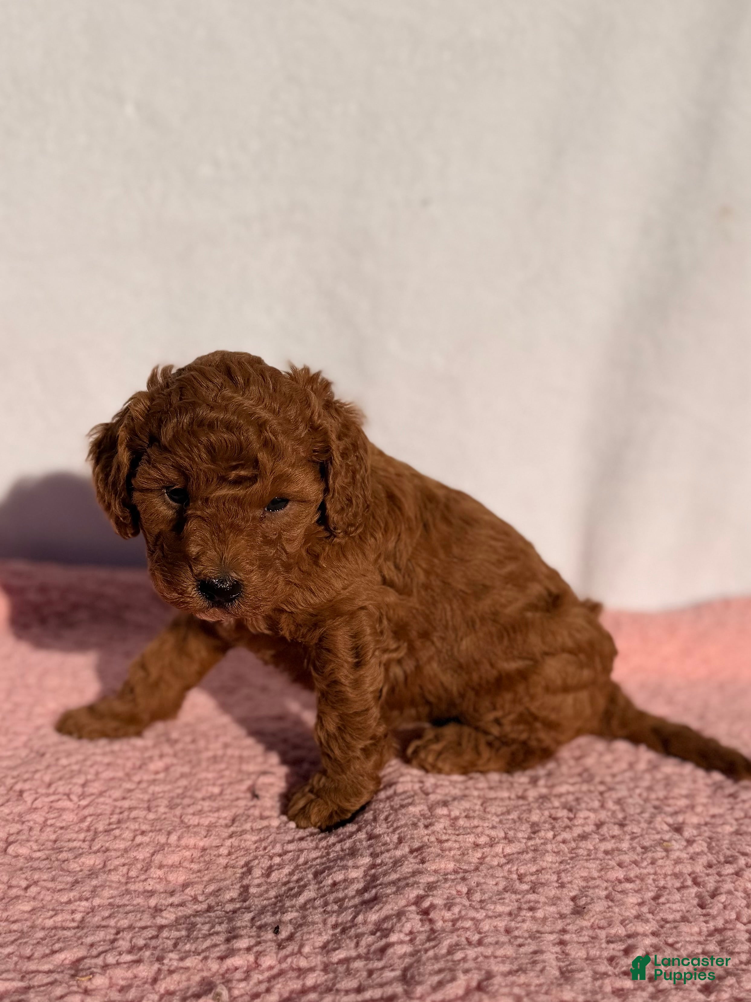 Cavapoo dogs Daisy - Ad 2