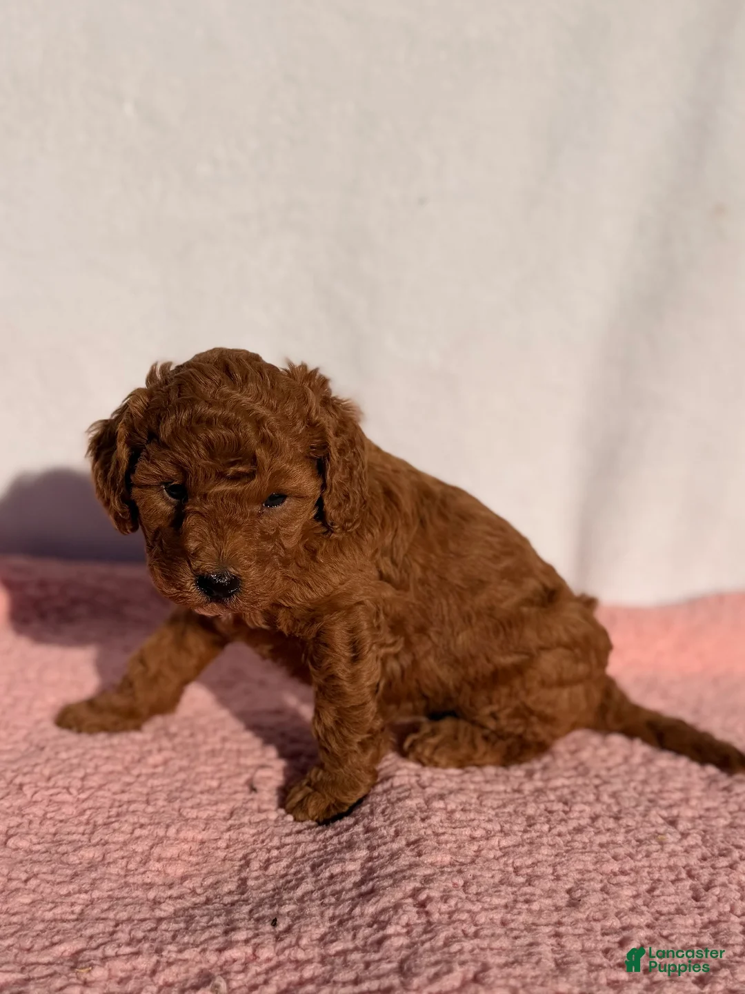 Cavapoo dogs for sale: Daisy - Ad 2