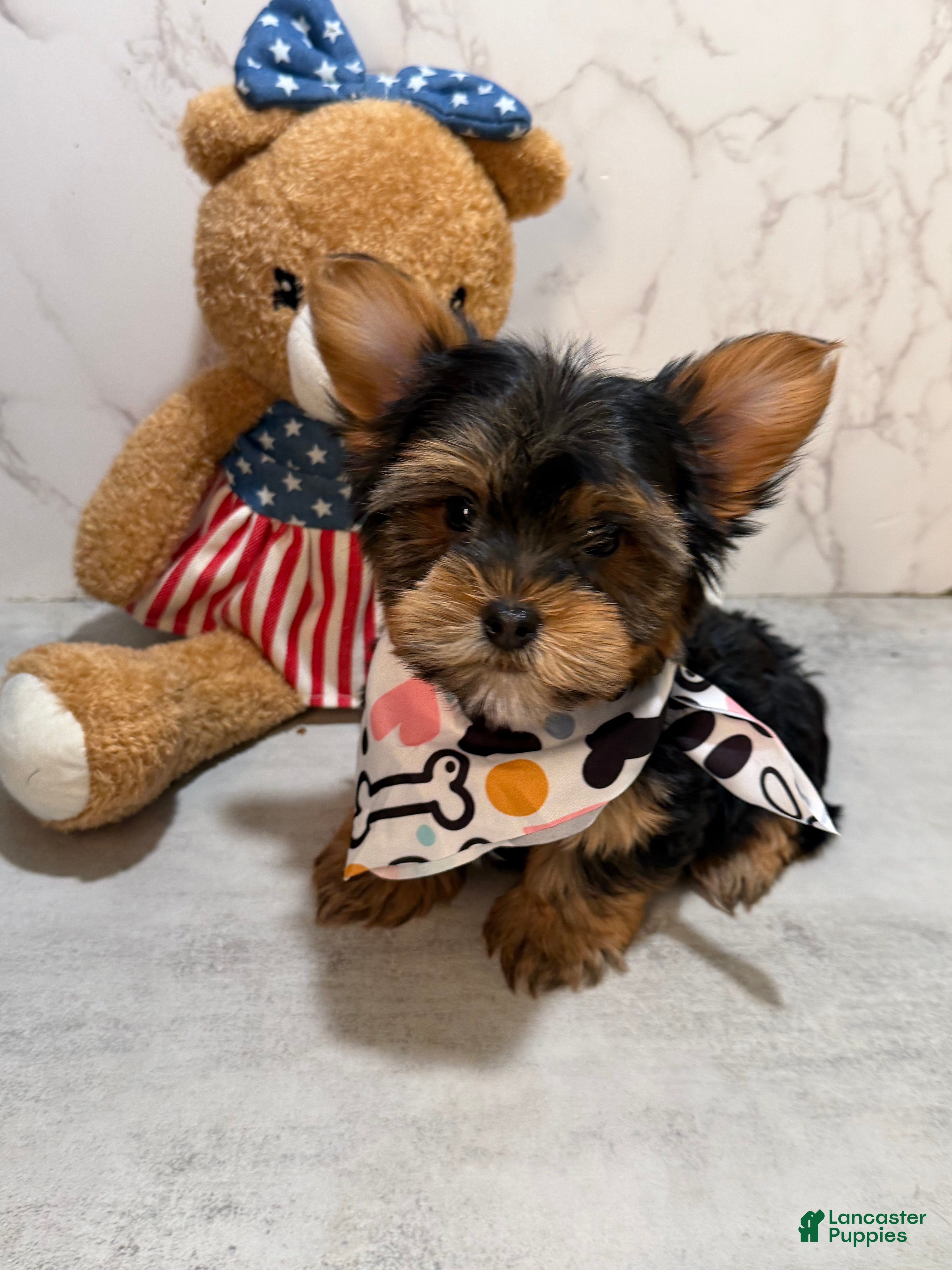 Yorkshire Terrier dogs Teacup kamilla - Ad 2