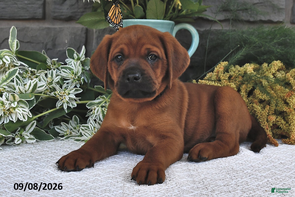 Mixed Breed dogs Rover  - Ad 1