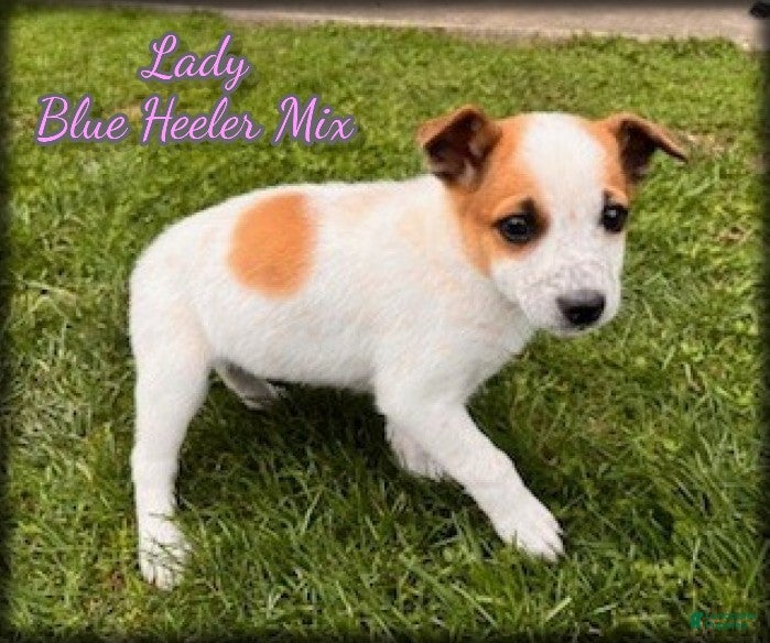 Mixed Breed dogs Lady - Ad 1