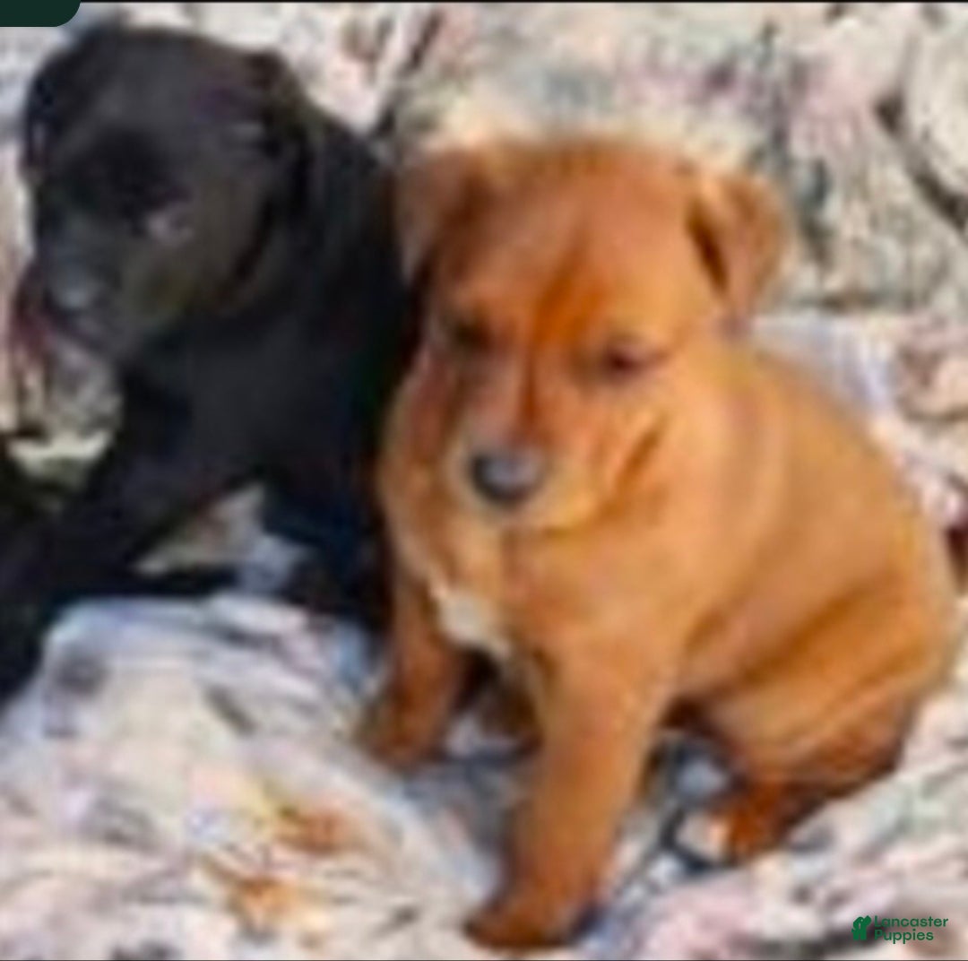Mixed Breed dogs for sale: Mixed Breed Puppy 1 - Ad 5