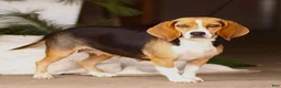 Beagle dogs for sale: Melody - Ad 4