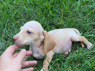 Dachshund dogs - Ad 1