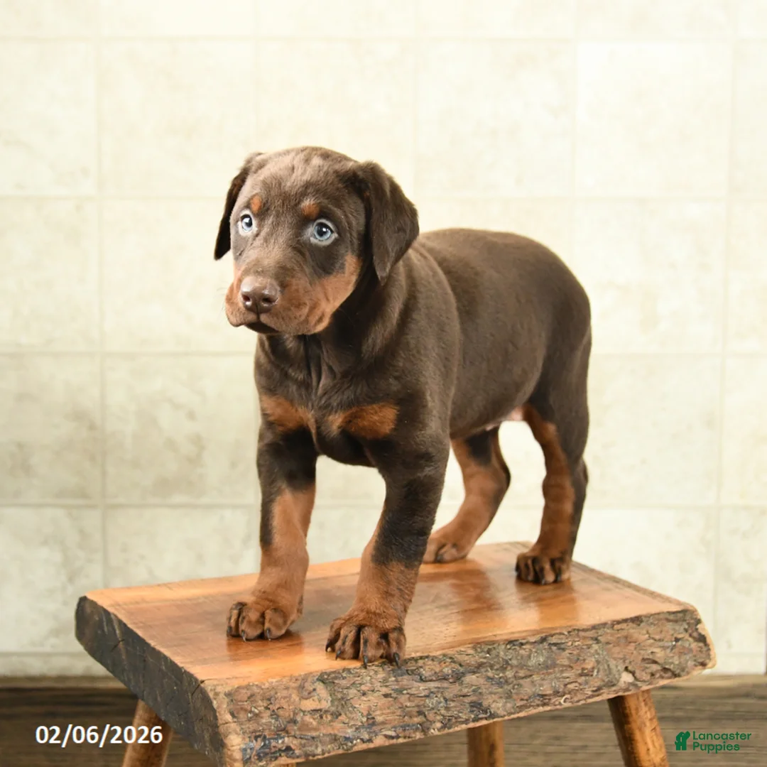 Doberman Pinscher dogs for sale: Fancy - Ad 4
