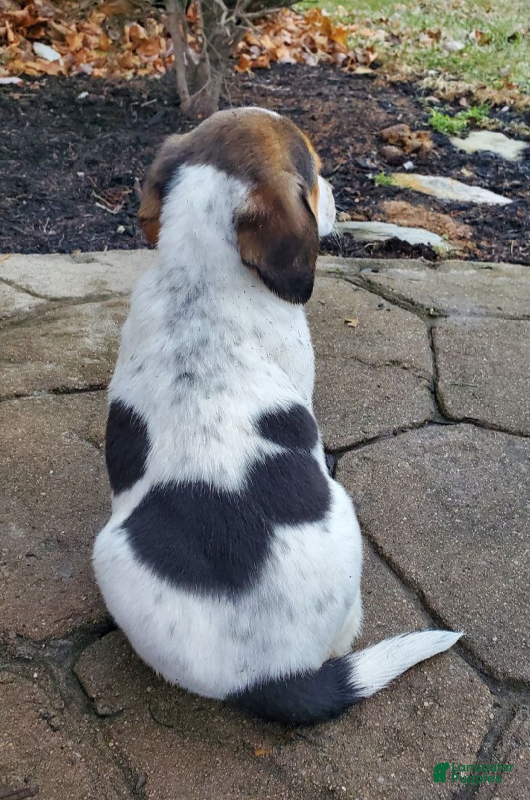 Mixed Breed dogs for sale: Pam - Ad 2