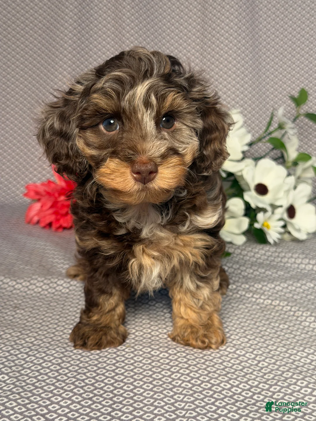 Doxiepoo dogs for sale: Mia - Ad 1