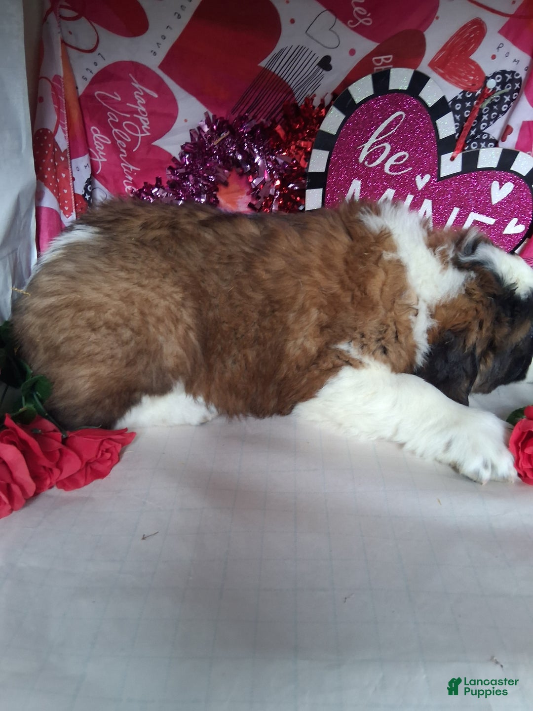 Saint Bernard dogs for sale: Max - Ad 8