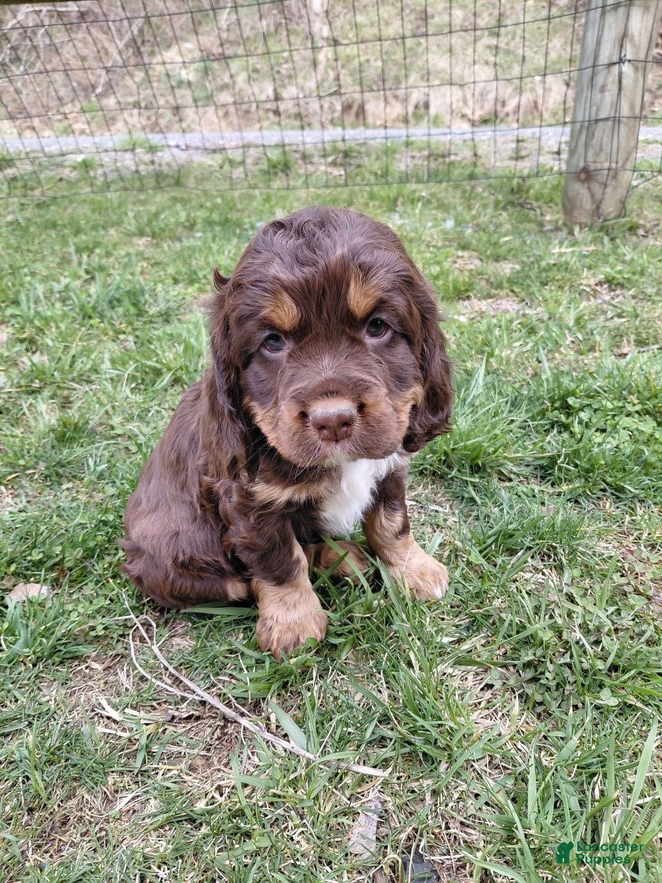 Mixed Breed dogs Stella - Ad 1