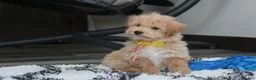 Bichpoo dogs for sale: Rolo - Ad 3