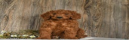 Goldendoodle dogs for sale: Eddie - Ad 3